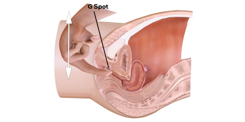 Medical diagram of G-spot area explaining how to masturbate women safely and effectively