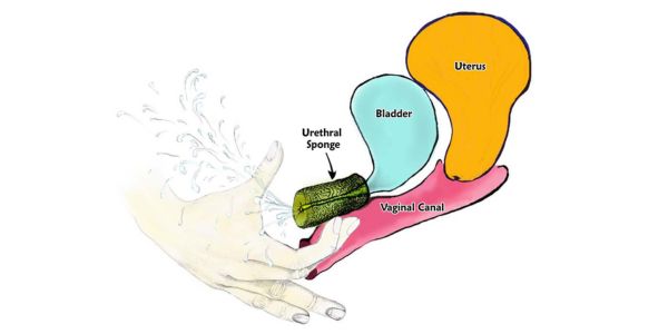 What is Urethral Sponge