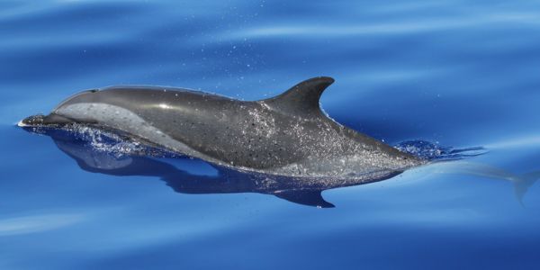 What is Delphinophile