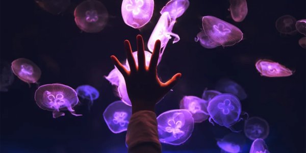 What is Gender Euphoria